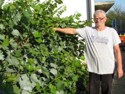 Slavko pokazuje stono grožđe