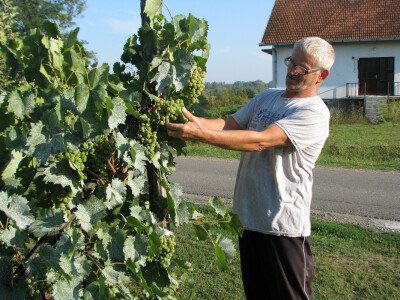 Slavko pokazuje hrožđe Rose