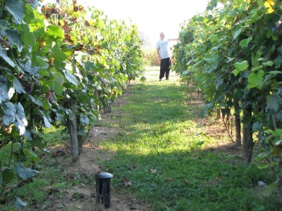 Slavko u vinogradu