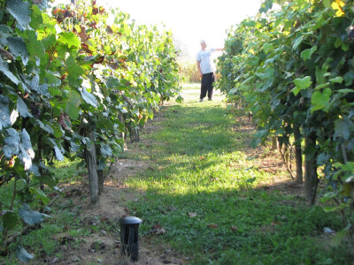 Slavko u vinogradu