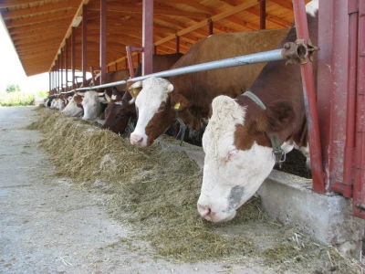 Farma Cimirotić