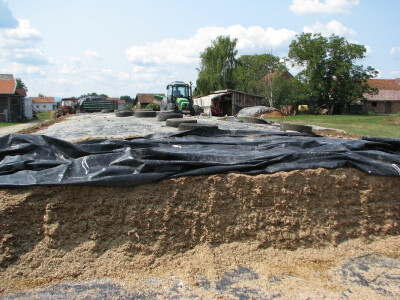 Lanjska silaža odličnog kvaliteta