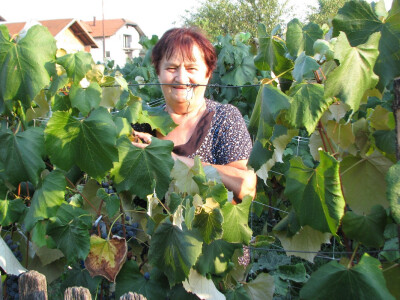 Zora zalijeva vinograd