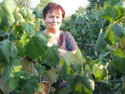 Zora u vinogradu