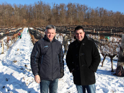 Ledena berba u Kutjevu