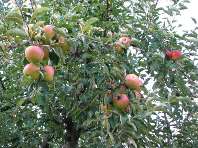 Jabuke dobro ponijele