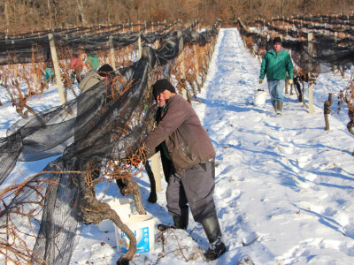 Ledena berba u Kutjevu