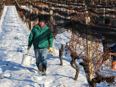 Ledena berba u Kutjevu