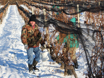 Ledena berba u Kutjevu