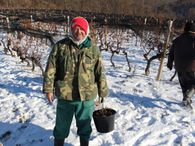 Ledena berba u Kutjevu