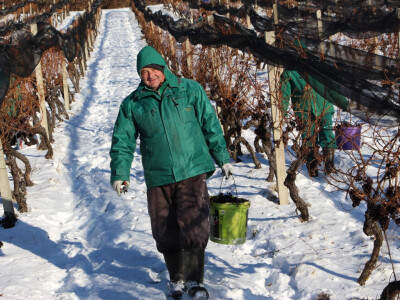 Ledena berba u Kutjevu
