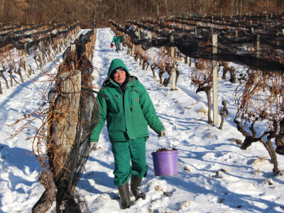 Ledena berba u Kutjevu