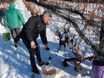 Ledena berba u Kutjevu