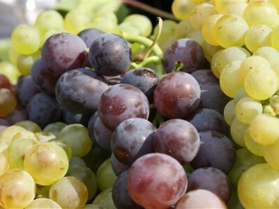 AgroExpo 2012. - grožđe