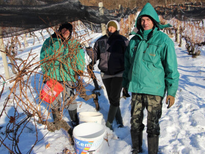 Ledena berba u Kutjevu