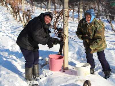Ledena berba u Kutjevu