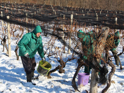 Ledena berba u Kutjevu