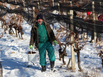 Ledena berba u Kutjevu