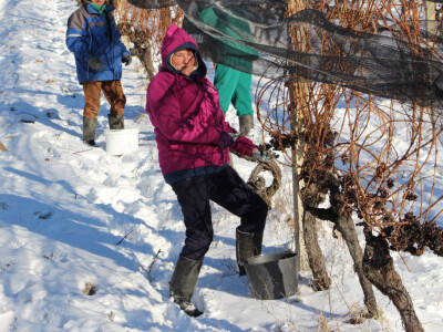 Ledena berba u Kutjevu