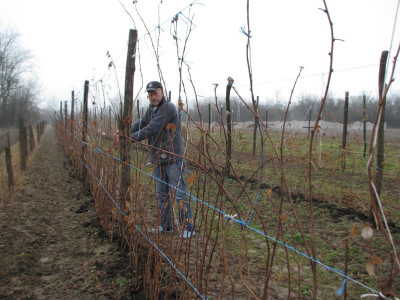 Muhamed Alagić povezao sadnice Muhamed Alagić povezao sadnice