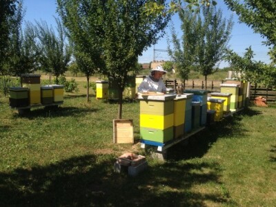 Predsjednik Pčelarskog saveza Vukovarsko-srijemske županije