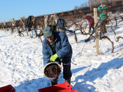 Ledena berba u Kutjevu