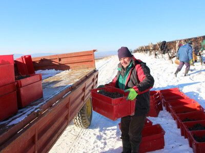 Ledena berba u Kutjevu