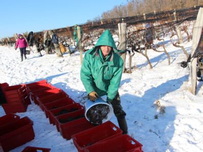 Ledena berba u Kutjevu