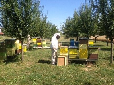 Stipo Rimac i njegovih 25 košnica
