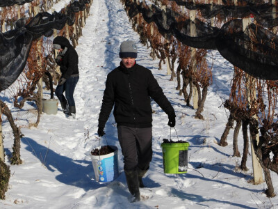 Ledena berba u Kutjevu