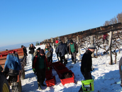 Ledena berba u Kutjevu