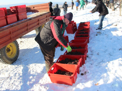 Ledena berba u Kutjevu