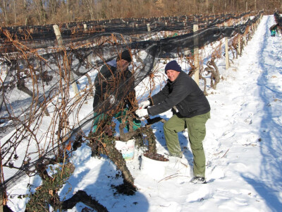 Ledena berba u Kutjevu