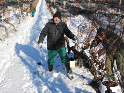 Ledena berba u Kutjevu