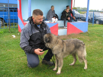 Duško priprema svog šarplaninca