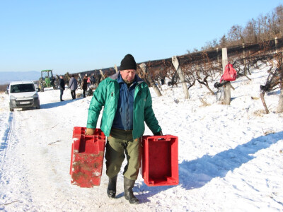Ledena berba u Kutjevu
