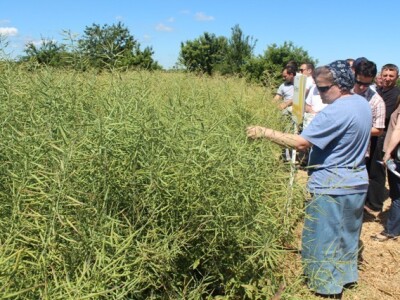 Centralni dan polja Syngente!