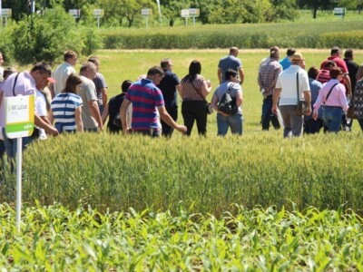 Centralni dan polja Syngente!