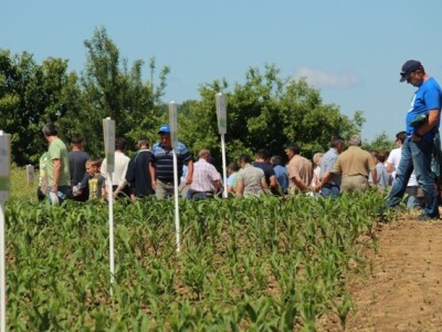 Centralni dan polja Syngente!