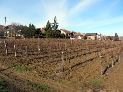 Departmanski vinograd