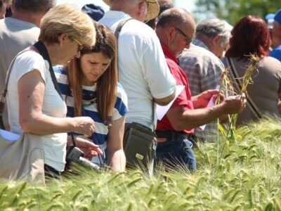 Centralni dan polja Syngente!