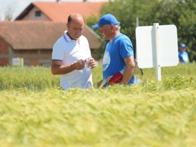 Centralni dan polja Syngente!