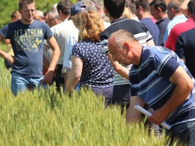 Centralni dan polja Syngente!