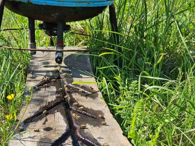 Pčelar, Mihajlo Gavrić