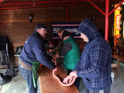 Pripreme za vetovačko Vincelovo