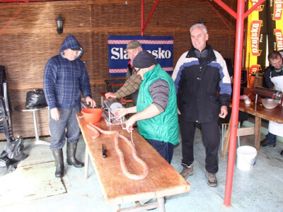 Pripreme za vetovačko Vincelovo