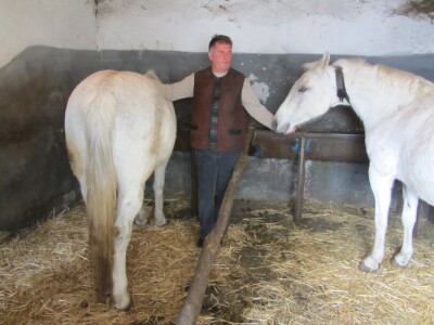 Milenko Ćosić sa lipicanerima