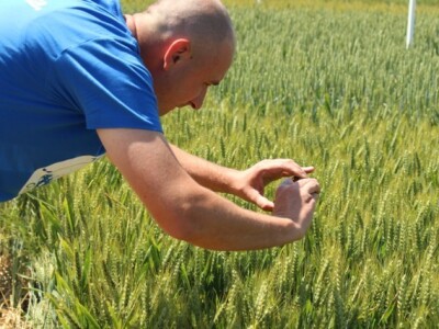 Centralni dan polja Syngente!