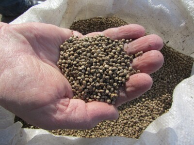 Seme industrijske konoplje Seme industrijske konoplje