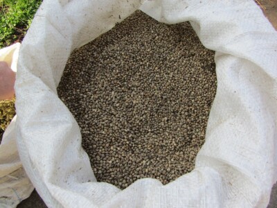 Seme industrijske konoplje Seme industrijske konoplje